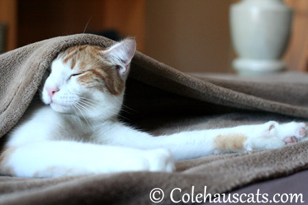 Quint at supper time - 2013 © Colehaus Cats