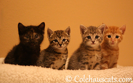 The Niblets, November 5, 2013 - 2013 © Colehaus Cats