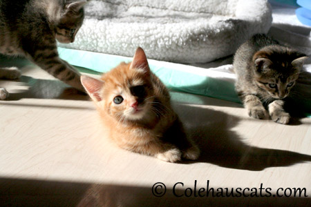 Three Niblets - 2013 © Colehaus Cats