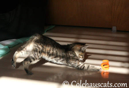 Viola's favorite toy - 2013 © Colehaus Cats