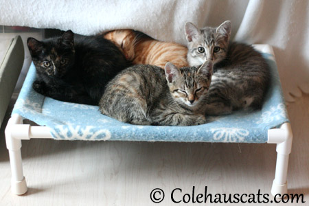 Clockwise from far left: Illy (tortie), Russell (orange), Robbie (gray tabby bobtail), in front, Viola - 2013 © Colehaus Cats