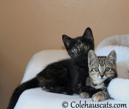 Illy and Viola at nine weeks - 2013 © Colehaus Cats