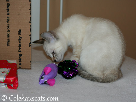 While Winter inspects a mousie and favorite crinkle ball - 2013 © Colehaus Cats