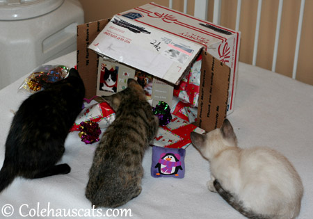 Niblets with Santa Paws presents - 2013 © Colehaus Cats