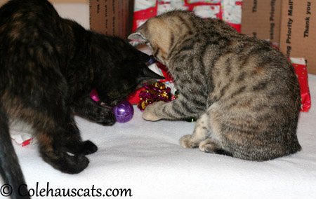 Illy and Viola check out crinkle and jingly balls - 2013 © Colehaus Cats