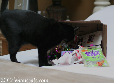 Olivia inspects the Santa Paws bounty - 2013 © Colehaus Cats