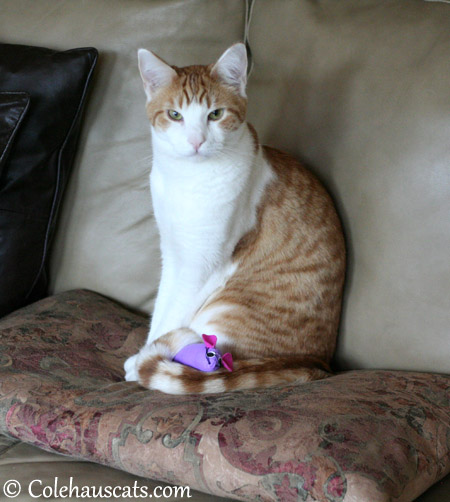 Quint claims the purple mousie - 2013 © Colehaus Cats