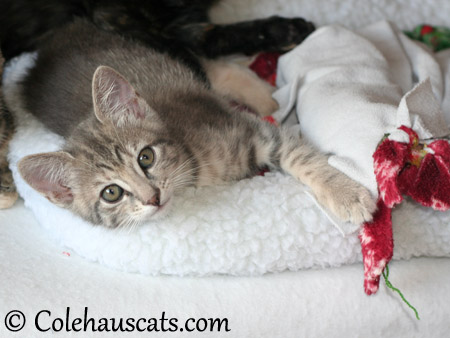 Robbie Niblet at 9 weeks - 2013 © Colehaus Cats