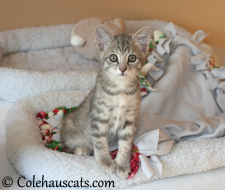 Robbie Niblet at 9 weeks - 2013 © Colehaus Cats