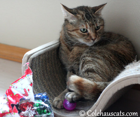 Ruby lays claim to a jingle ball - 2013 © Colehaus Cats