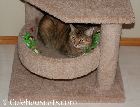 Ruby and her tower - 2014 © Colehaus Cats