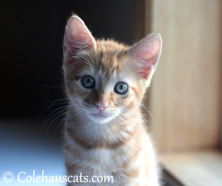 The handsome orange boy Russell - 2013 © Colehaus Cats