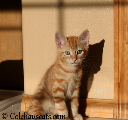 Russell is a sun lover - 2013 © Colehaus Cats