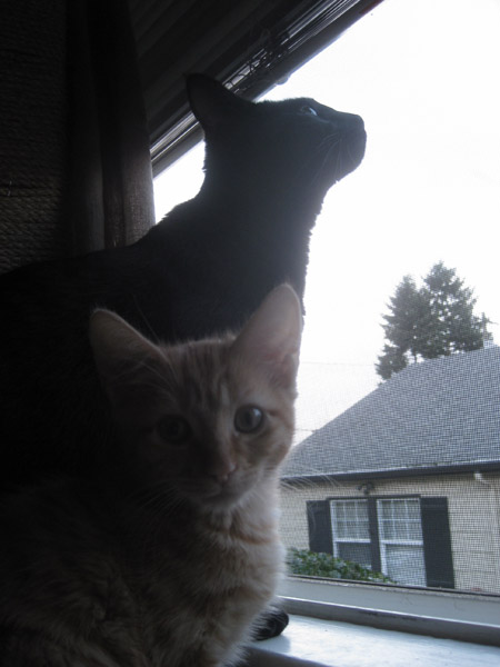 Russell and big sister Gerty catching window whiffies - December 2013