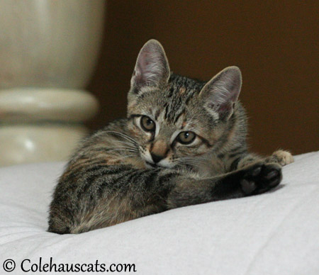 Viola, the littlest Niblet, December 27 - 2013 © Colehaus Cats