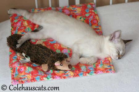 Winter naps with the squeaky toy before beginning her new adventure - 2013 © Colehaus Cats 