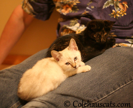 Winter and Illy enjoy Dad's lap - 2013 © Colehaus Cats