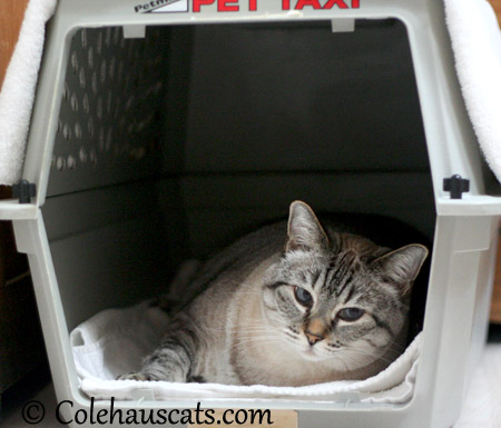 Maxx complains about drab crates - 2013 © Colehaus Cats