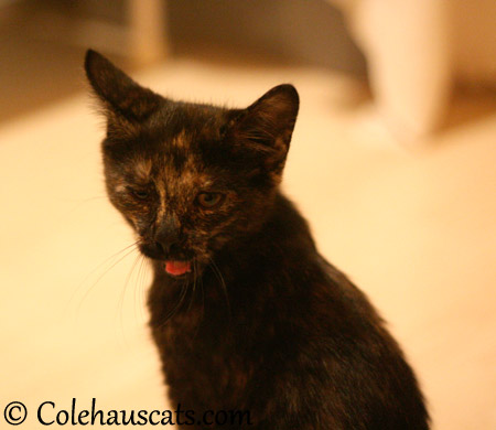 Illy is even less impressed - 2013 © Colehaus Cats