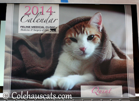 The camera loves Quint - 2013 © Colehaus Cats