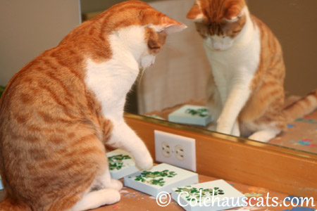 Quint getting that green just right - 2013 © Colehaus Cats
