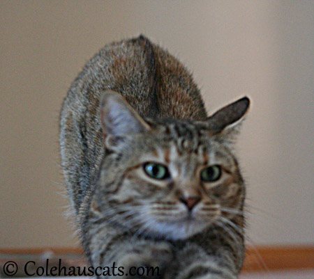 Ruby's complaint - 2013 © Colehaus Cats