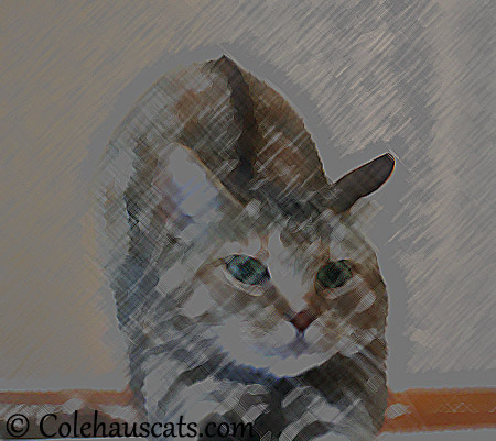 Ruby's complaint fixed - 2013 © Colehaus Cats