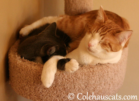 Napping with his best friend Tessa - 2013 © Colehaus Cats