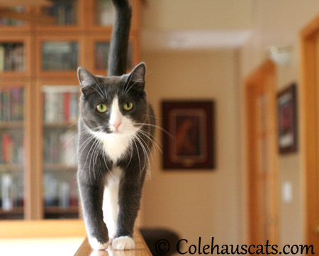 Tessa doesn't like cleaniness - 2013 © Colehaus Cats