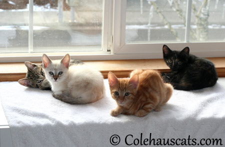 The temporary boarder, Winter - 2013 © Colehaus Cats