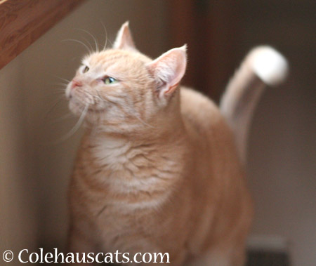 More photos of Miss Newton? - 2014 © Colehaus Cats