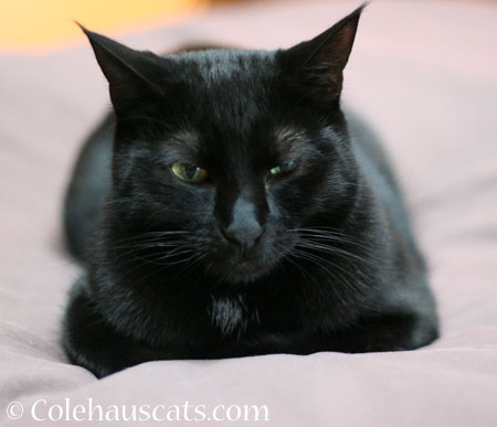 Olivia says... - 2014 © Colehaus Cats