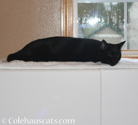 Olivia rests her case - 2014 © Colehaus Cats