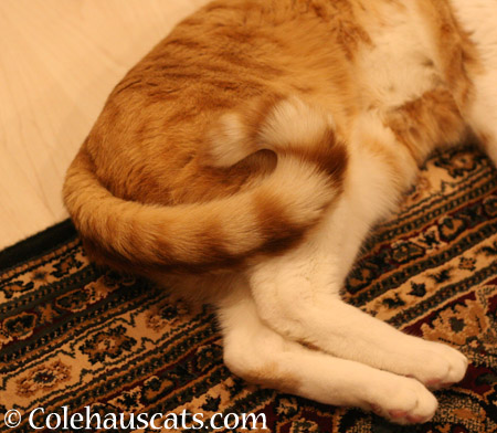 Quint's curl - 2014 © Colehaus Cats