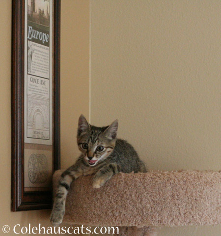 Viola talks to the vacuum - 2014 © Colehaus Cats