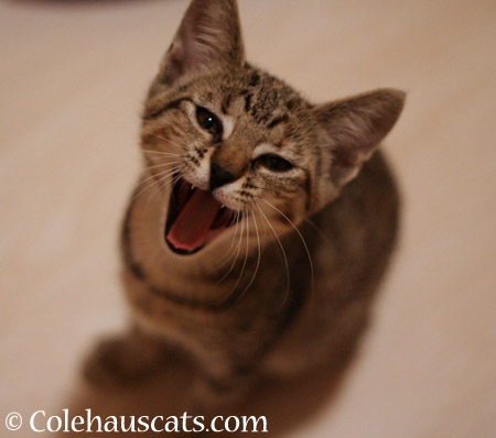 I'm becoming a big girl, Viola says - 2014 © Colehaus Cats