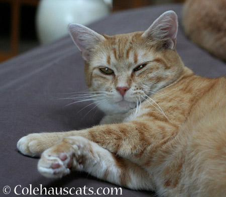 Finally, Zuzu says - 2014 © Colehaus Cats