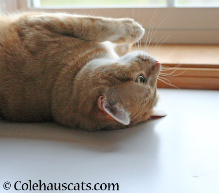 Zuzu daydreaming - 2014 © Colehaus Cats