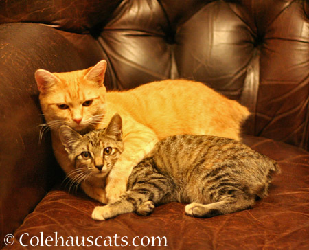 Our bobtail girls Zuzu and Viola - 2014 © Colehaus Cats