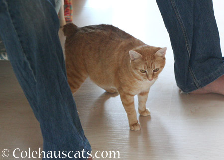 Zuzu sticks with dad - 2014 © Colehaus Cats