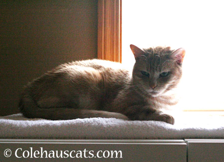 Miss Newton's sun - 2014 © Colehaus Cats