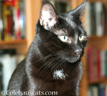 Olivia watches - 2014 © Colehaus Cats