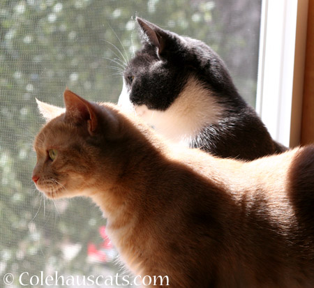 Watching the garbage truck - 2014 © Colehaus Cats