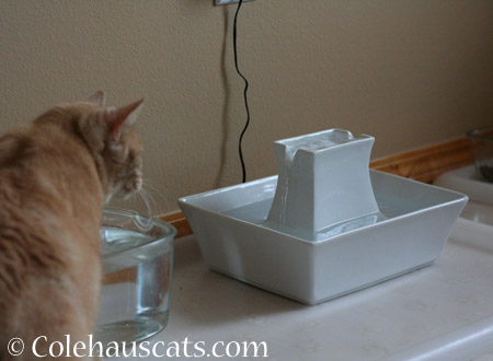 A new fountain - 2014 © Colehaus Cats