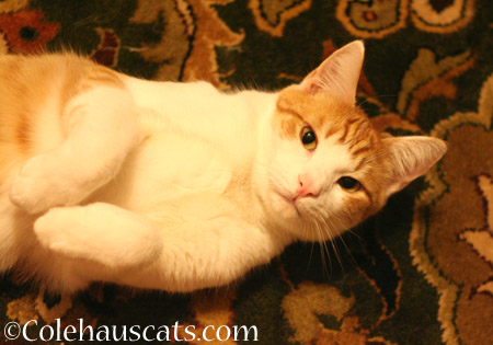 Quint says, "Hi!" - 2014 © Colehaus Cats 