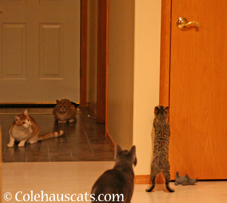 It's Multi-cat Monday! - 2014 © Colehaus Cats