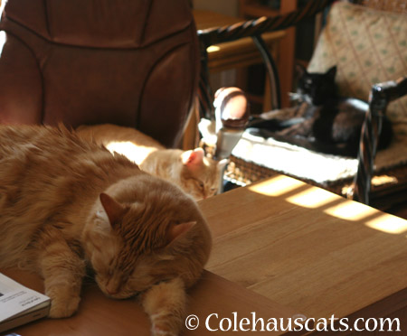 Pia, Zuzu and Olivia soaking up the sun - 2014 © Colehaus Cats