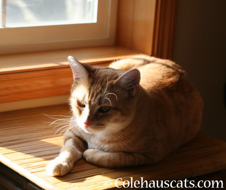 Zuzu's sun - 2014 © Colehaus Cats