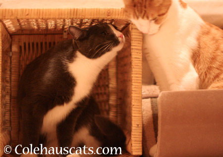 Tessa, her basket and Quint - 2014 © Colehaus Cats 