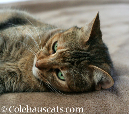 Ruby's Tabby Forehead - 2014 © Colehaus Cats